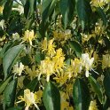Lonicera maackii fleur